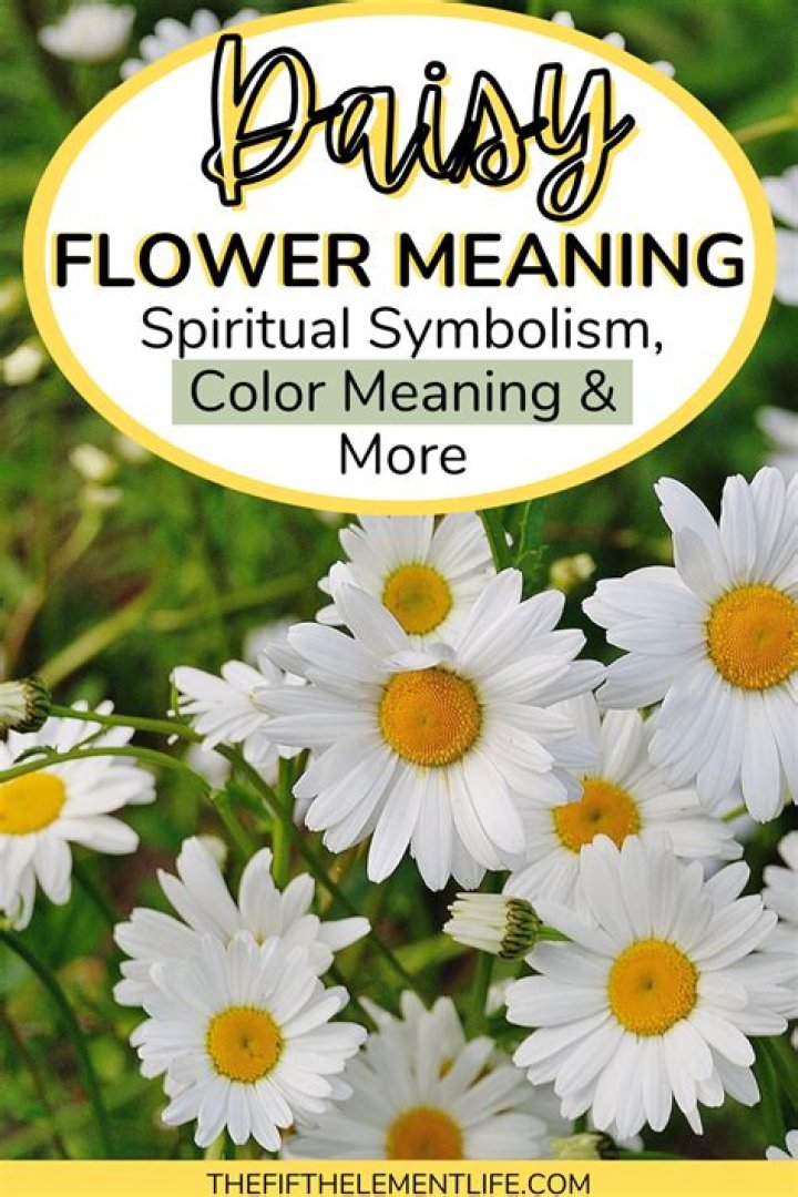 Daisy Blooms Name: The Symbolism And Beauty Of Daisies
