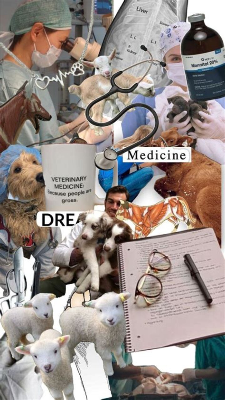 Exploring The World Of Veterinary Medicine