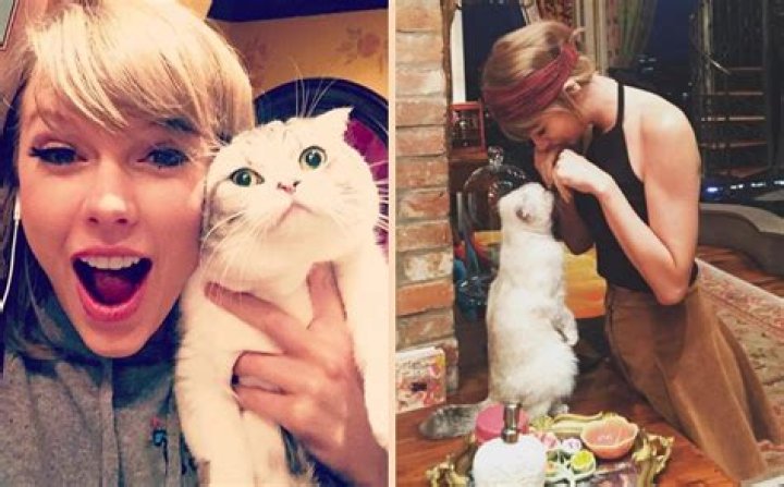 Taylor Swift's Beloved Feline Companions: A Guide To Her Purrfect Pets